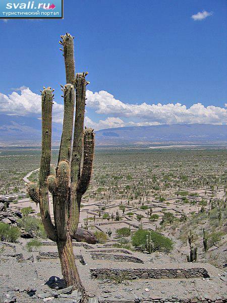  ,    (Parque Nacional Los Cardones),   (Salta), .