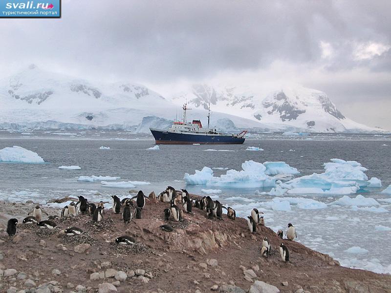 Колония пингвинов Антарктика, Аргентина.