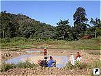Джунгли в окрестностях Чиангмая (Chiangmai), рисовое поле, северный Тайланд.