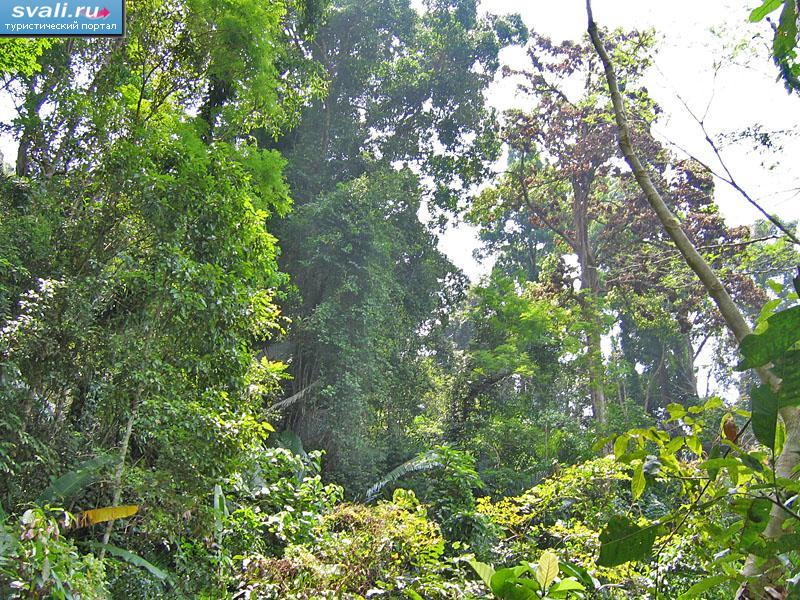 ������������ ���� Khao Phra Thaeo, ������ ������ (Phuket), �� ��������.