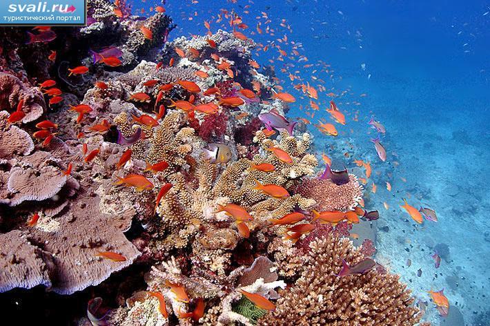     (Beqa Lagoon), .