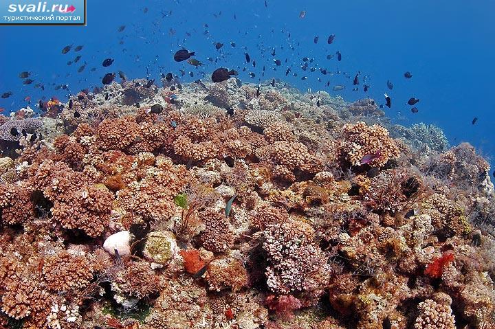     (Beqa Lagoon), .