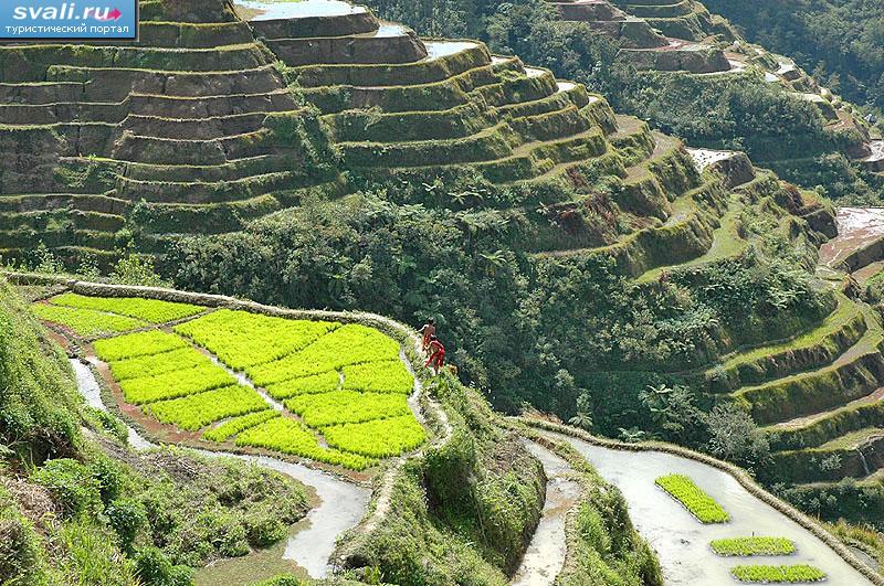 ������� �������, ������ (Banaue), ������ ����� (Luzon), ���������.