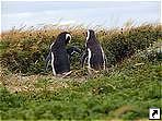 Пингвины, Огненная земля, Чили.
