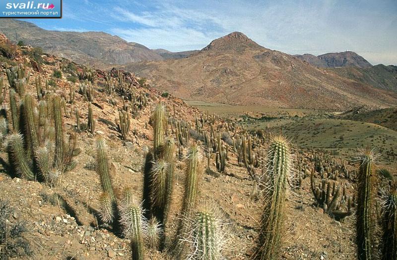 Долина (Valle del Elqui), пустыня Атакама, Чили.
