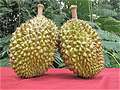 Дуриан, Durian (Toorian). (640x480 135Kb)