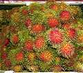 , Rambutan (Ngo).