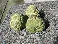 Custard Apple, (Noi-na). (640x480 152Kb)