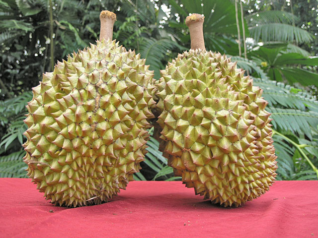 , Durian (Toorian).