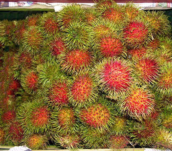 , Rambutan (Ngo).