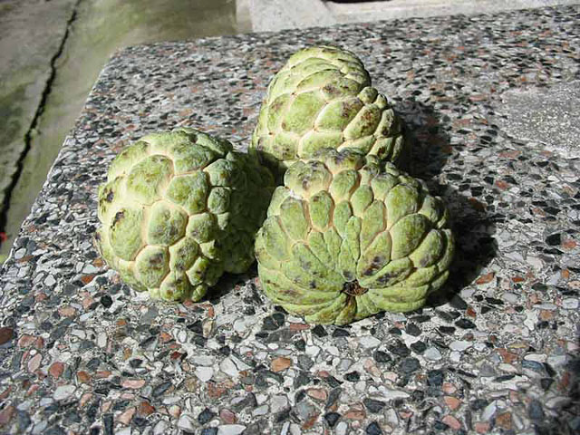 Custard Apple, (Noi-na).