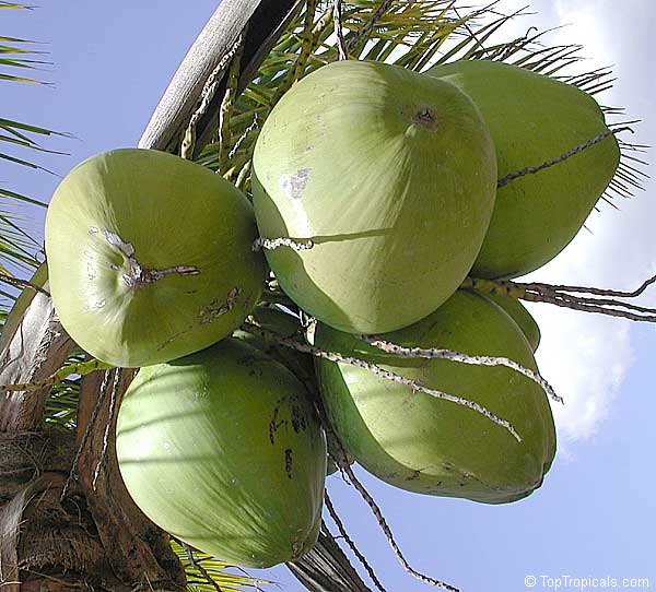 , Coconut (Ma-phrao).