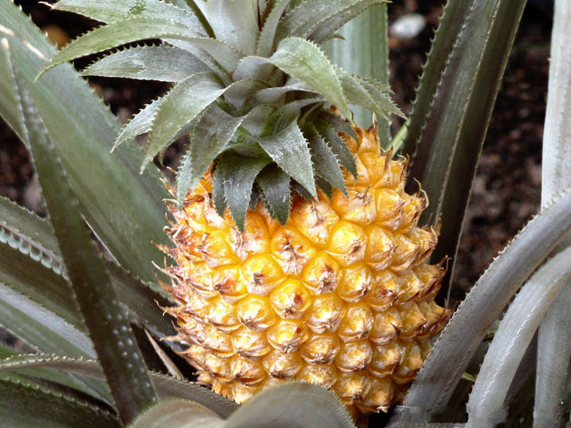 , Pineapple (Saparot).