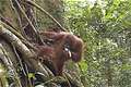 Трек в национальном парке Лёсер, орангутан. (800x531 211Kb)