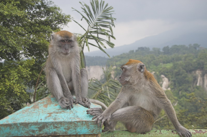 Смотровая площадка Panorama в Букиттинги, местные обезьяны.