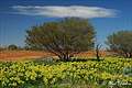  , Sturt National Park, NSW, 