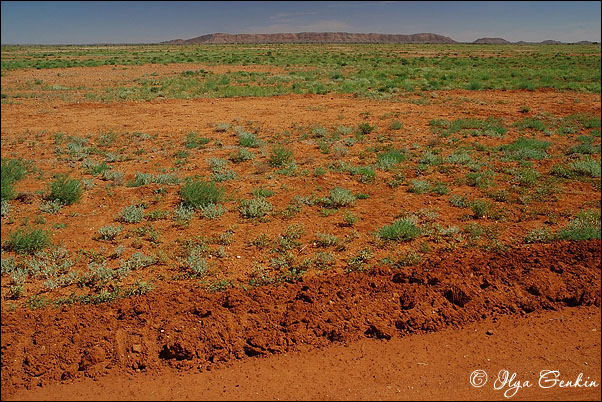Зелень в пустыне после дождей, Sturt National Park, NSW, Австралия