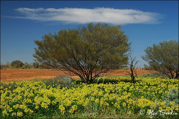 Цветущий оазис, Sturt National Park, NSW, Австралия