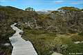  Snow Gums Broardwalk, Snowy Mountains, NSW,  (602x402 130Kb)