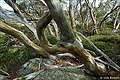    Snow Gums, Snowy Mountains, NSW,  (602x402 155Kb)