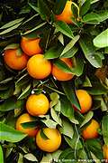 Апельсины местечка Sunraysia, Австралия (400x600 116Kb)