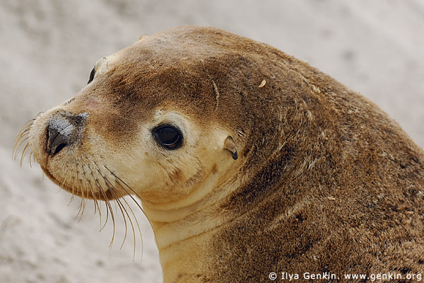 Seal Bay Conservation Park,  ,  