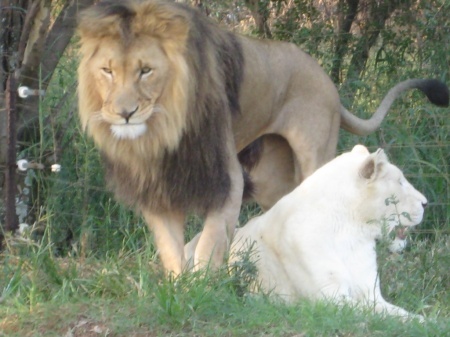 �������, ���.