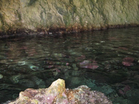 Сиреневые кораллы в одном из гротов Палеокастрицы, Греция.