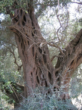 Возможно, самое старое оливковое дерево на Корфу, Греция.