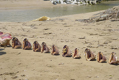 ������������� ����������.