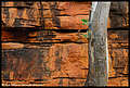 Alligator Gorge, Mt Remarkable National Park, South Australia, Australia (1)