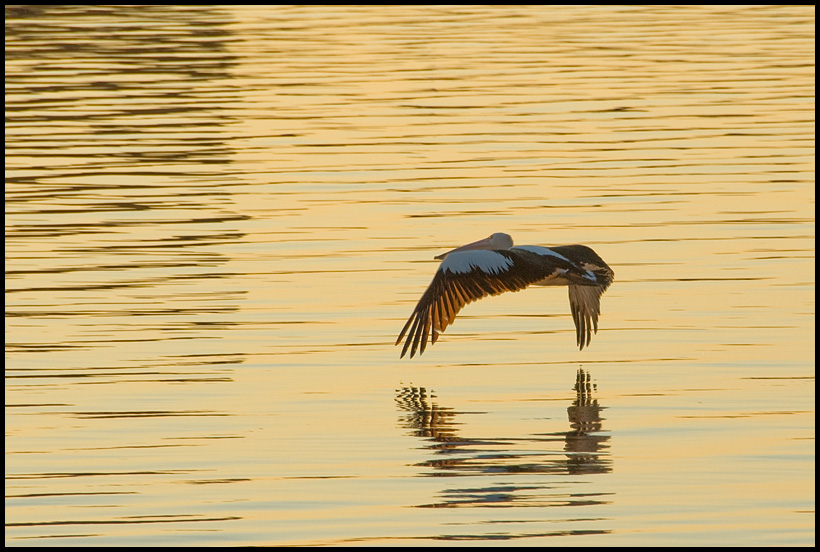 Pelican at The Old Swan Brewery, Perth, WA, Australia