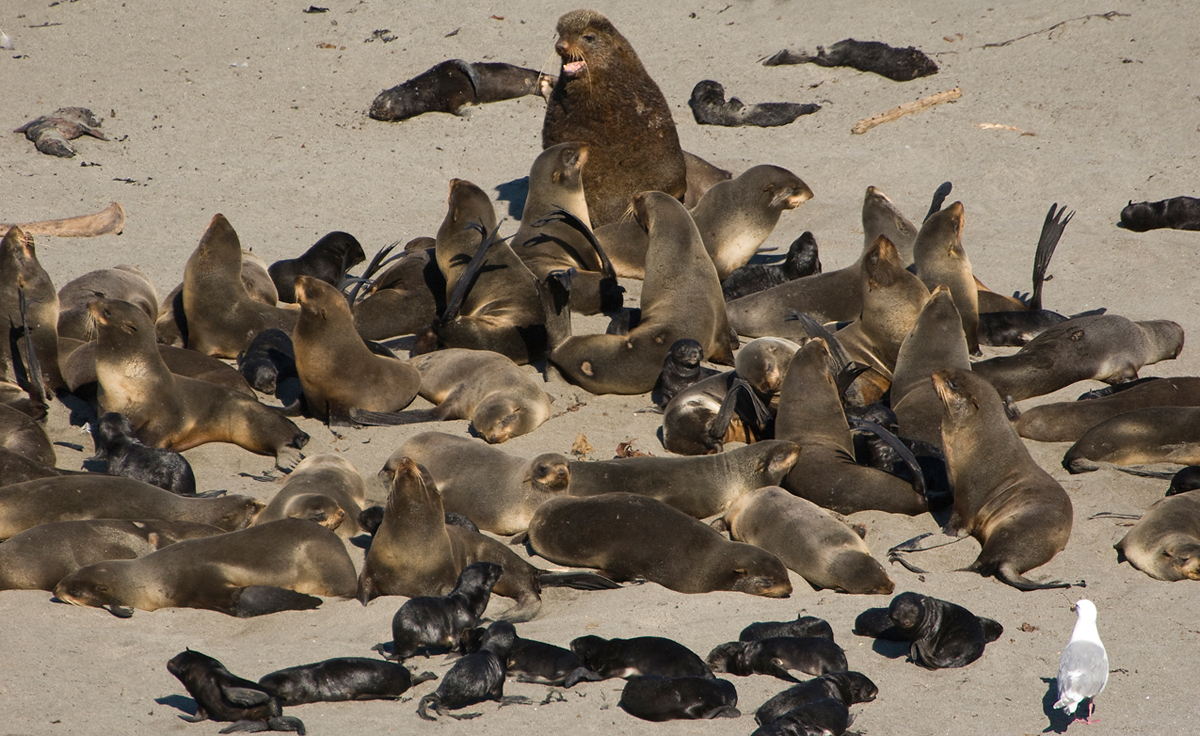 ����� ��� �������