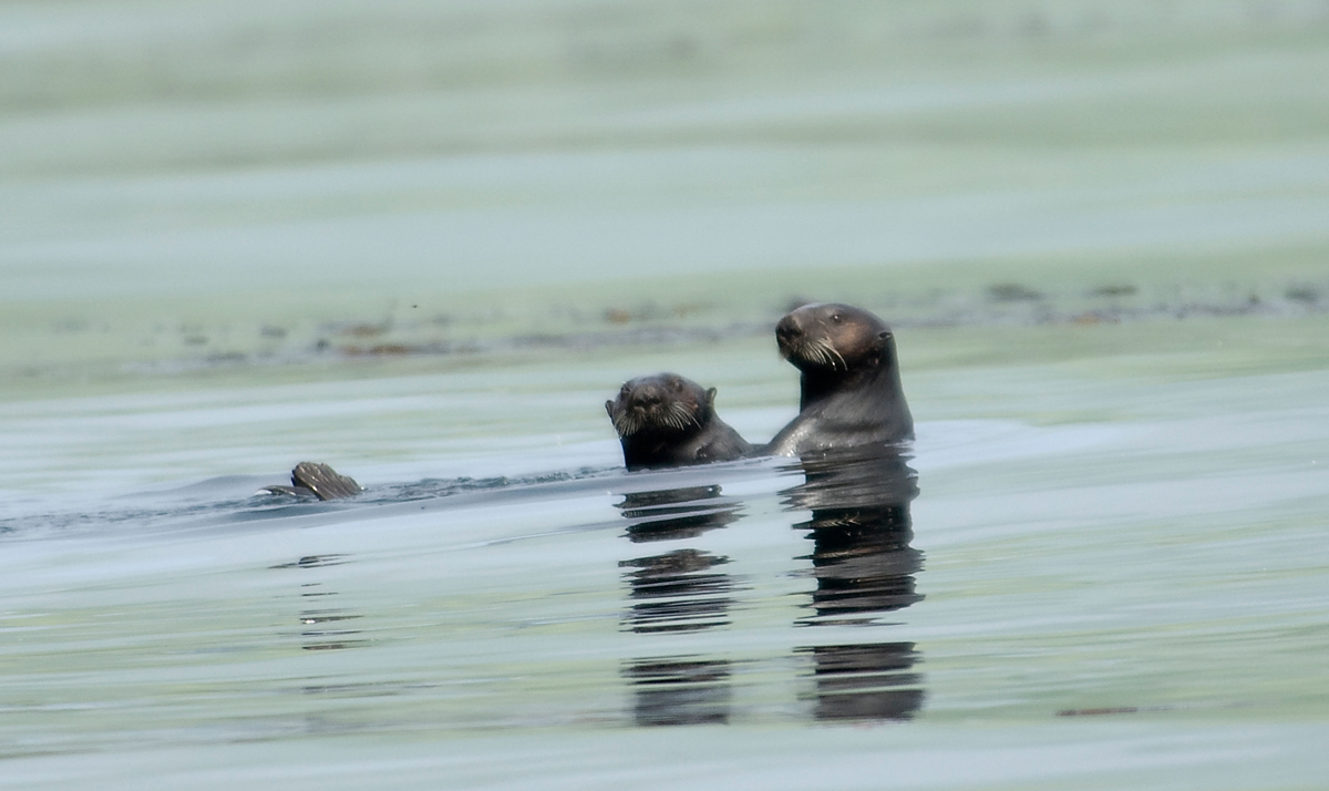 ������ - ��������)