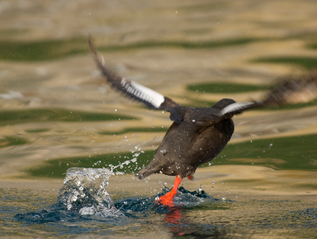 ��� �� �������?