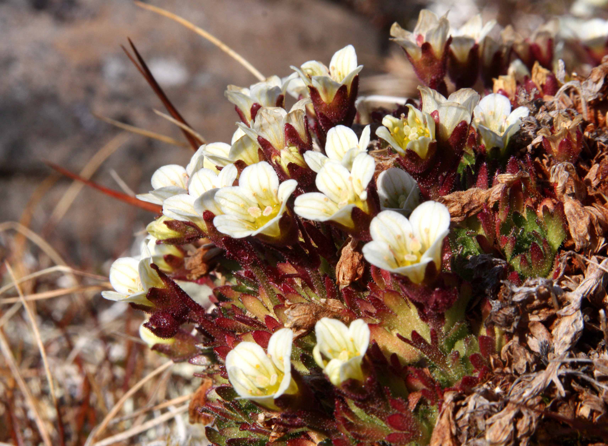 ����� ������ - ������: �����