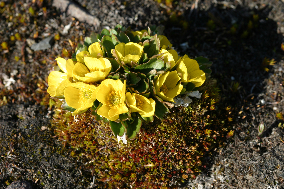 ����������� �����