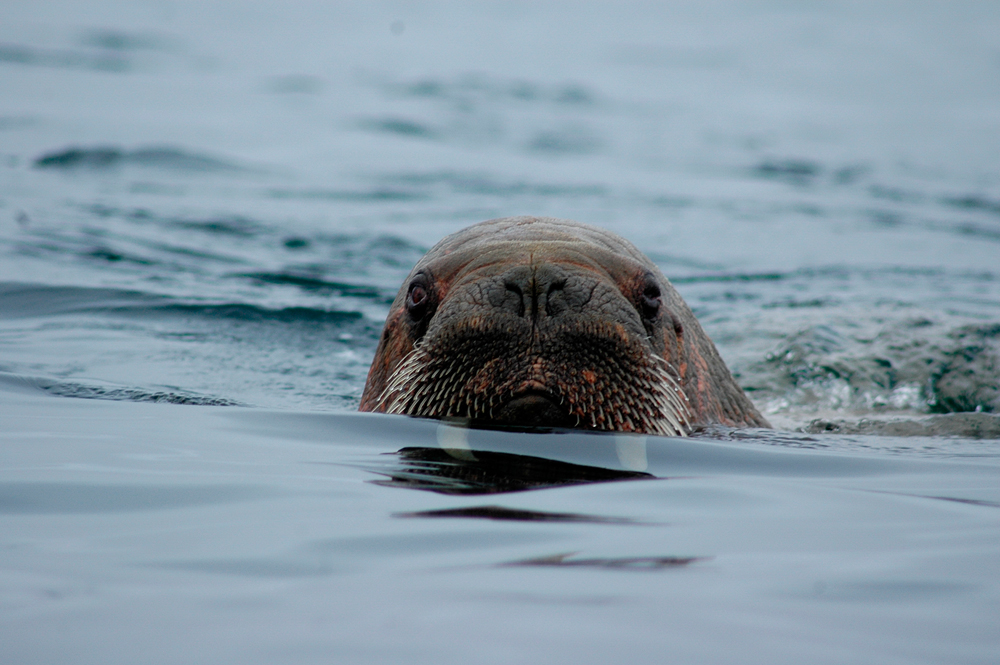 �������� - ����