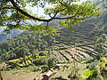 Непал. Горные террасы для земледелия (600x450 125Kb)