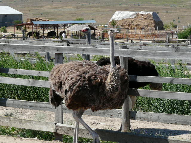 �������, ����� ��������