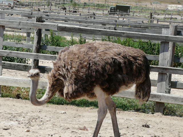 ���������� �����