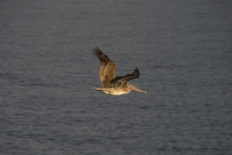 Канайма - архипелаг Лос-Рокес - Мерида: отчет с фото