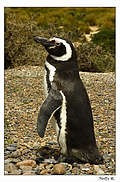 Магеллановы пингвины. Мы посетили "мегаполис" этих животных на мысе Томбо. Колония здесь - самая большая в мире. (595x900 575Kb)