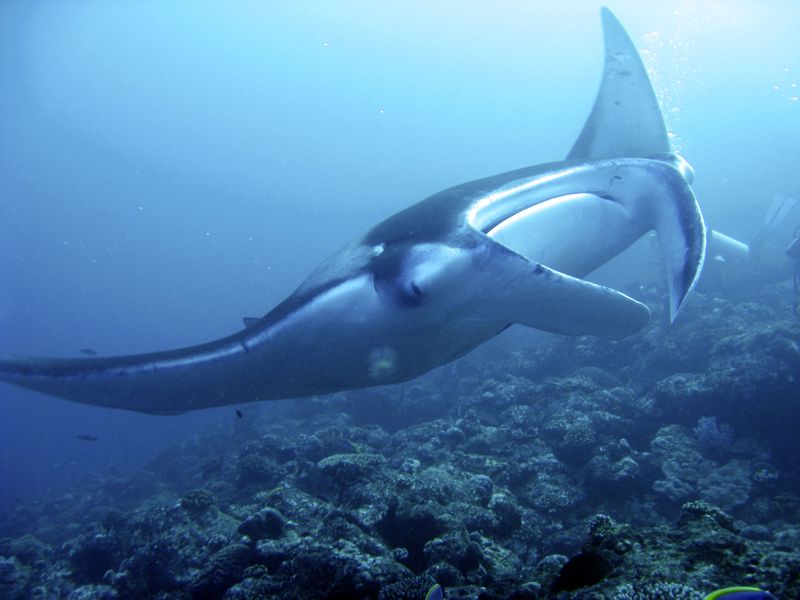   Lankan Manta Point