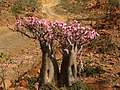 В плену цветущего острова, цвет бутылочного дерева, Йемен. (600x450 165Kb)