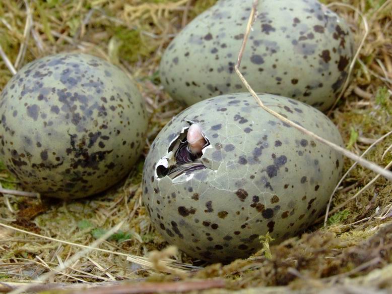 ����� ����� ������!