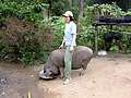 Свинка, Тайланд. (977x732 187Kb)