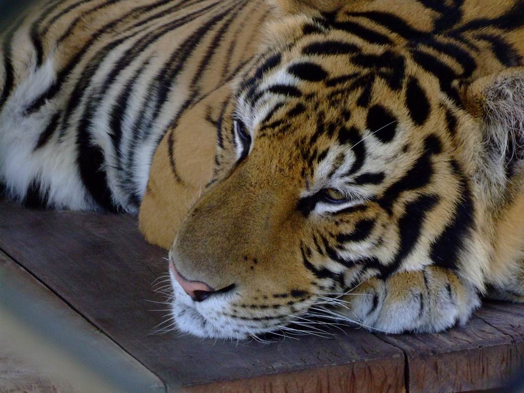 Грустный тигр, Тайланд.
