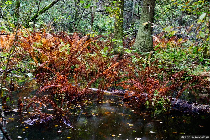 ������ ������� ������, ������� ������ ������� �����.