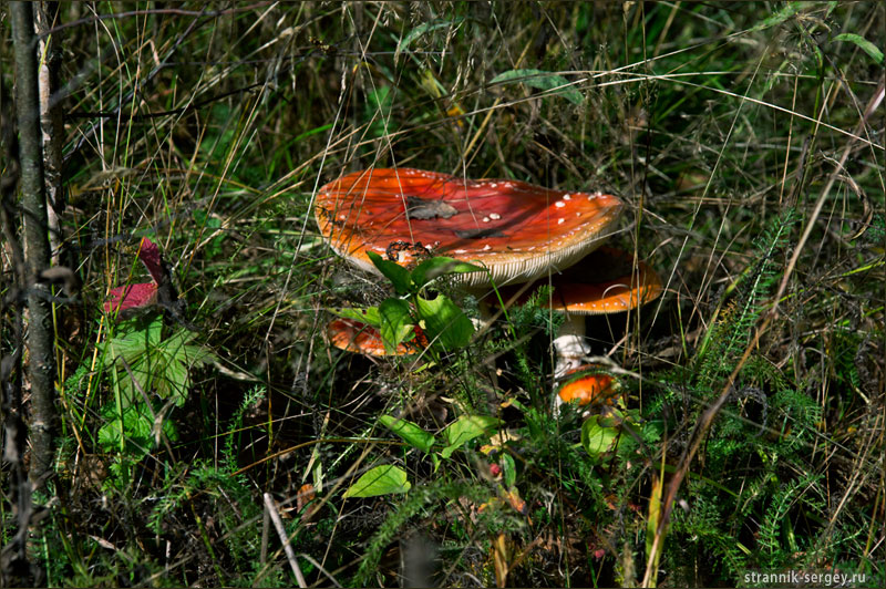 ��� ���� ��������, ���� � ������ �����.